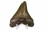 Fossil Megalodon Tooth - Georgia #159750-2